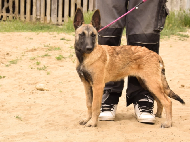 Malinois Welpe kaufen
