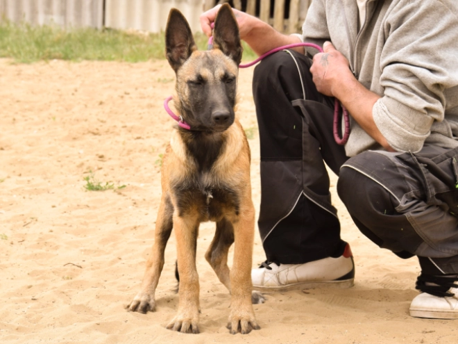 Malinois Welpe kaufen