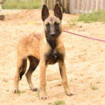 Ebony, red Belgian Malinois for sale