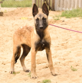Malinois Welpe kaufen