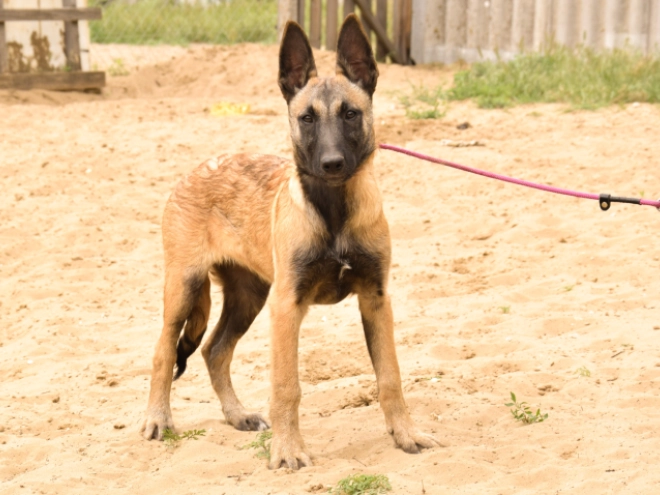 Malinois Welpe kaufen