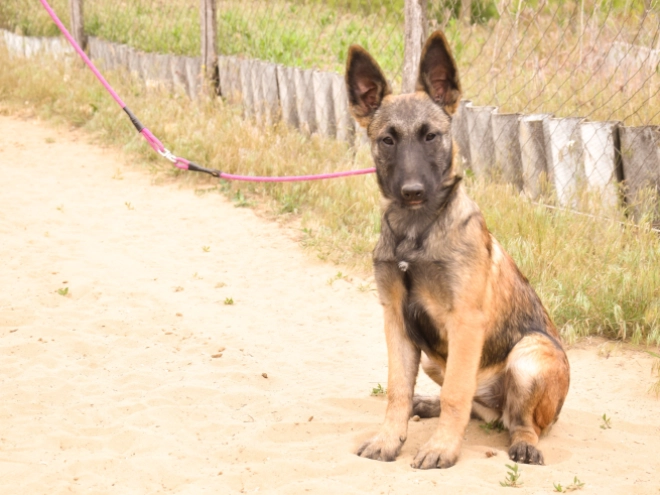 Perros Pastor Belga Malinois en venta