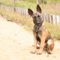 Lace, red Belgian Malinois for sale