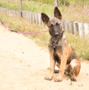 Malinois Welpe kaufen