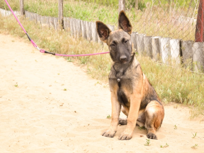 Perros Pastor Belga Malinois en venta