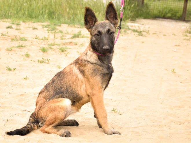 Perros Pastor Belga Malinois en venta
