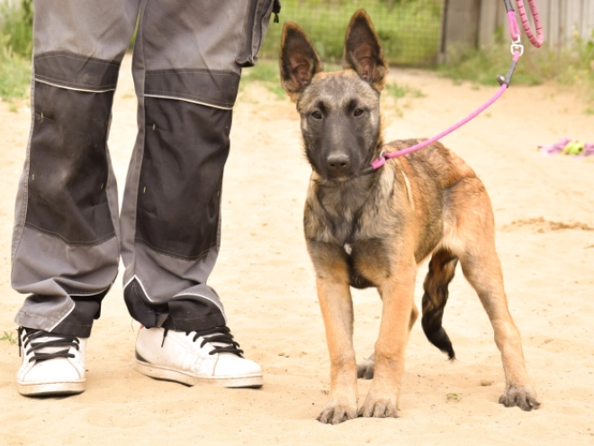 Perros Pastor Belga Malinois en venta