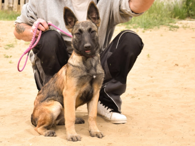 Perros Pastor Belga Malinois en venta