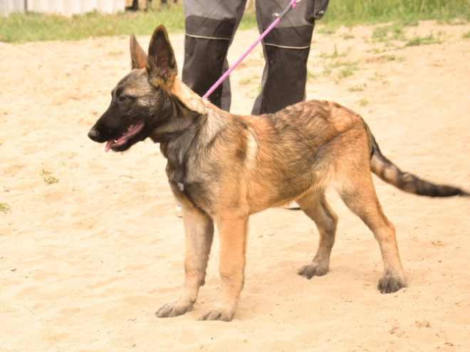 Perros Pastor Belga Malinois en venta