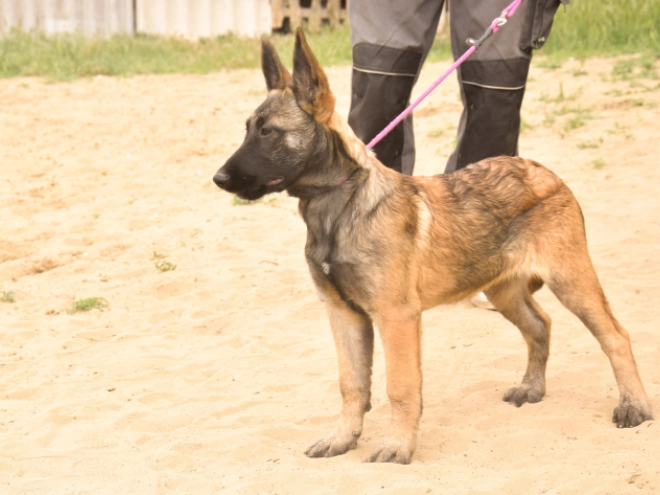 Perros Pastor Belga Malinois en venta