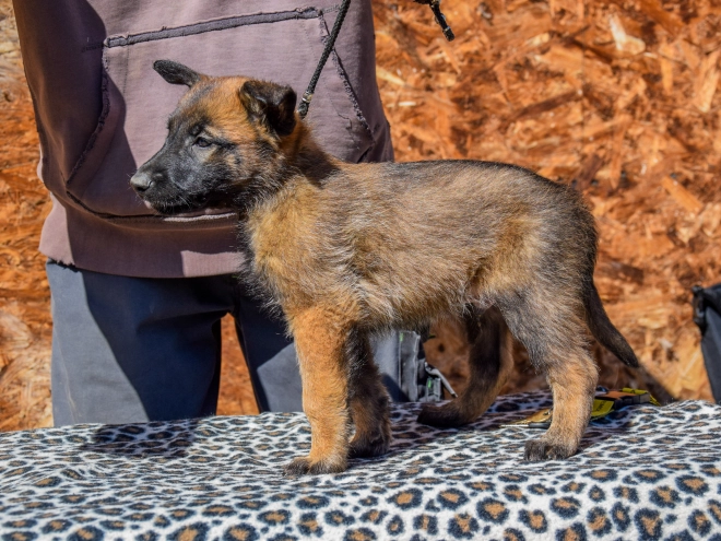 Belgian Malinois puppy for sale