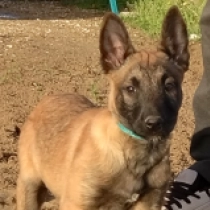 Belgian Malinois puppy for sale