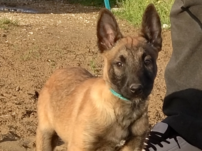 Malinois Welpe kaufen
