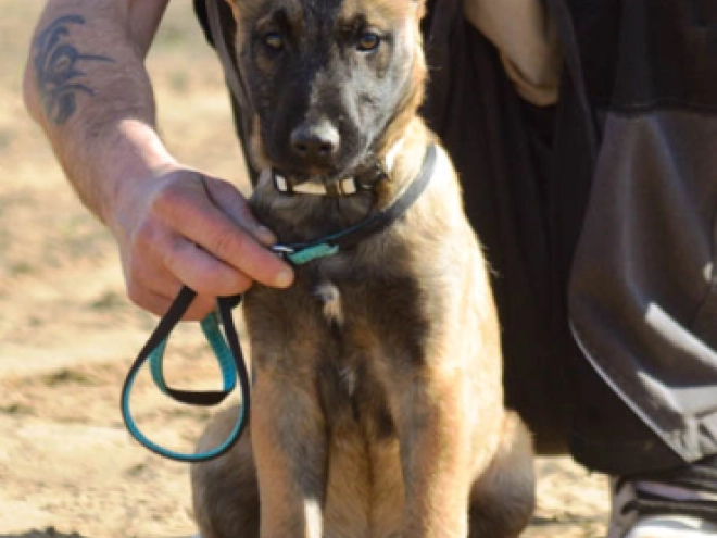 Malinois Welpe kaufen