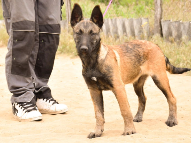 Perros Pastor Belga Malinois en venta