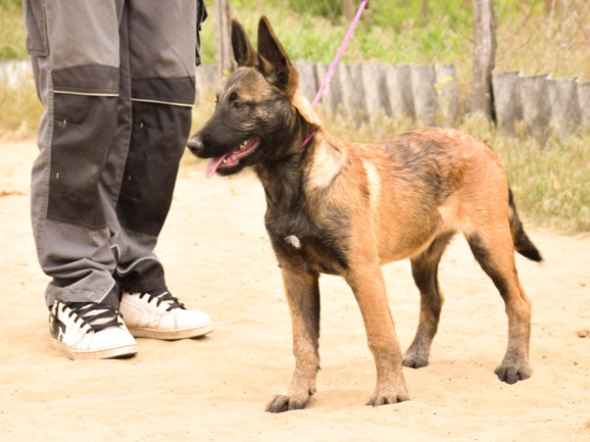 Perros Pastor Belga Malinois en venta