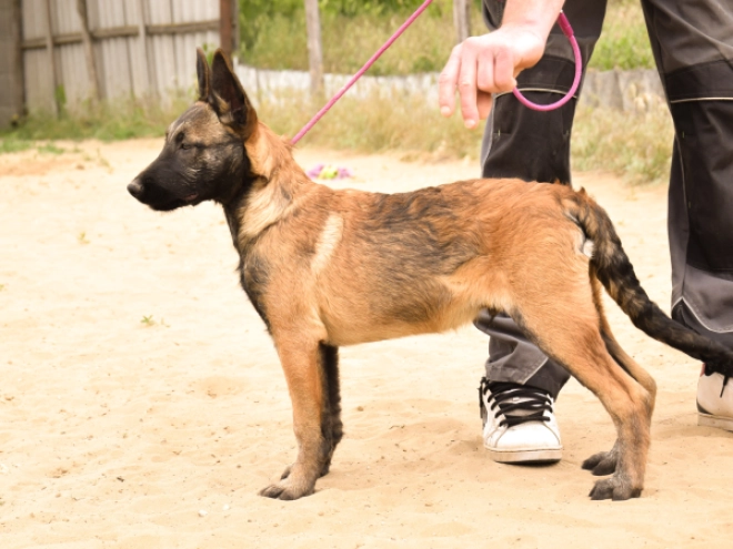 Perros Pastor Belga Malinois en venta