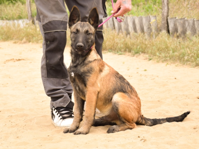 Perros Pastor Belga Malinois en venta