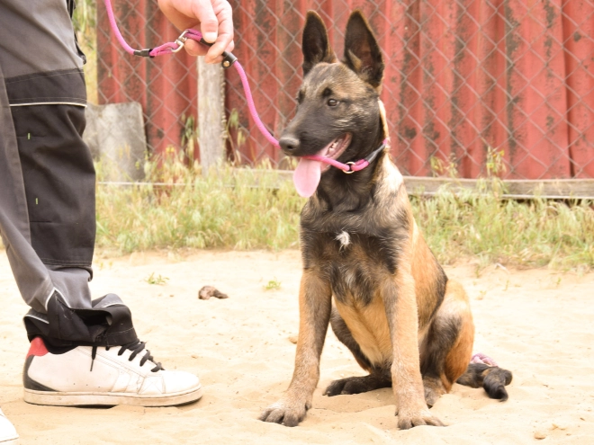Perros Pastor Belga Malinois en venta