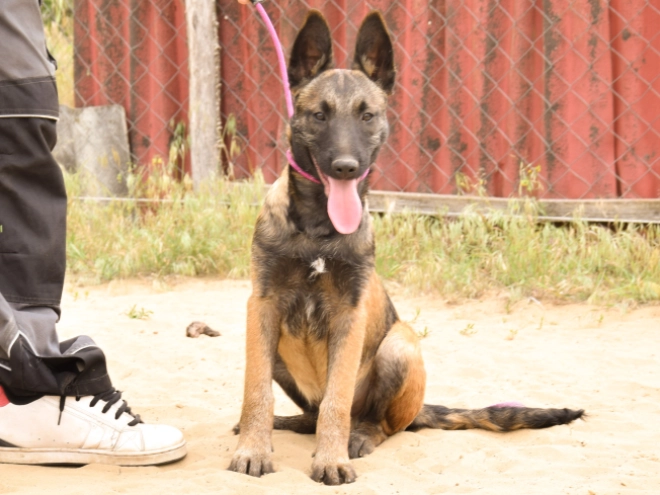 Perros Pastor Belga Malinois en venta