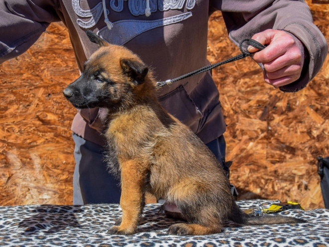 Belgian Malinois puppy for sale