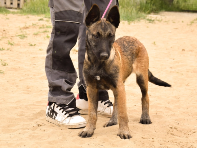 Perros Pastor Belga Malinois en venta