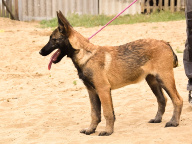 Perros Pastor Belga Malinois en venta