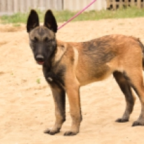 Hard worker, red Belgian Malinois for sale