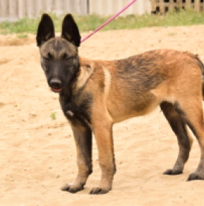 Malinois Welpe kaufen