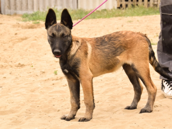 Perros Pastor Belga Malinois en venta