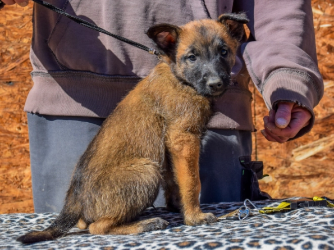 Belgian Malinois puppy for sale