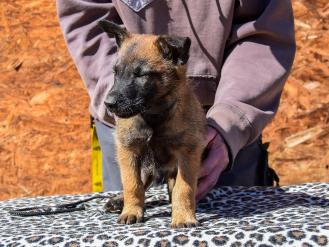 Belgian Malinois puppy for sale