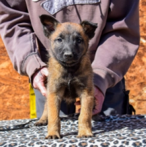 Malinois Welpe zu verkaufen