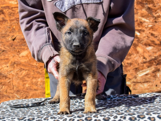 Belgian Malinois puppy for sale