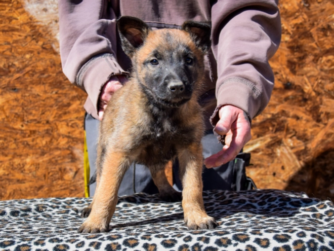 Belgian Malinois puppy for sale