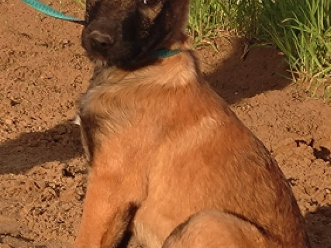Belgian Malinois puppy for sale
