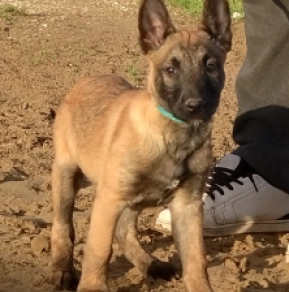 Belgian Malinois puppy for sale