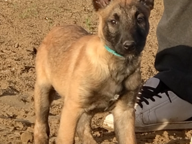 Belgian Malinois puppy for sale