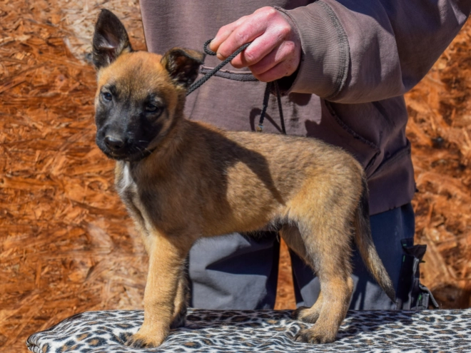 Belgian Malinois puppy for sale