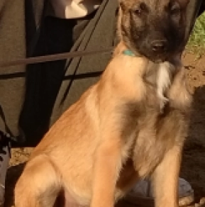 Belgian Malinois puppy for sale