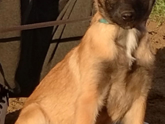 Belgian Malinois puppy for sale