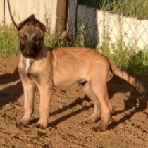 Belgian Malinois puppy for sale
