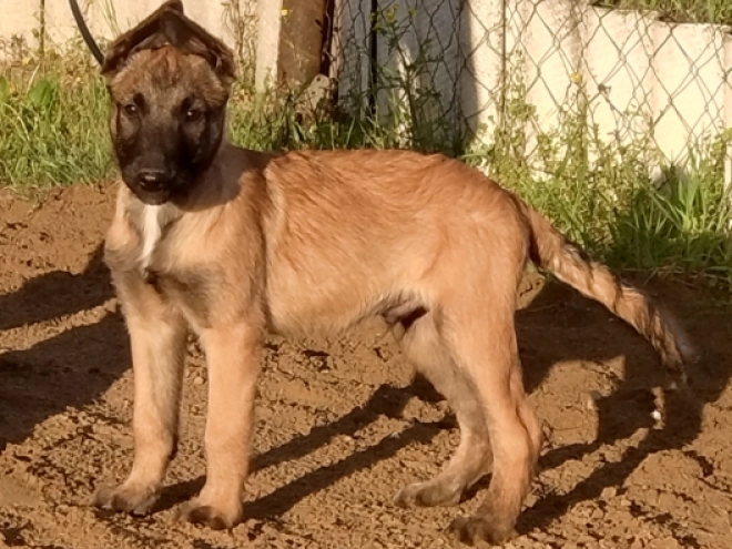 Belgian Malinois puppy for sale