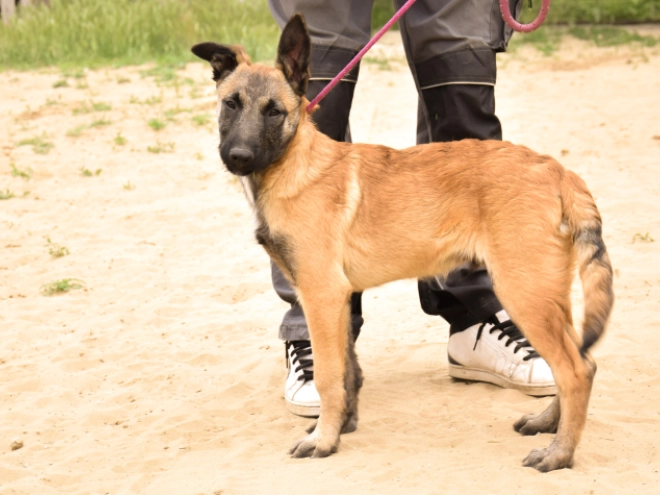 Malinois Welpe kaufen