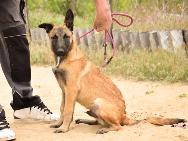 Malinois Welpe kaufen