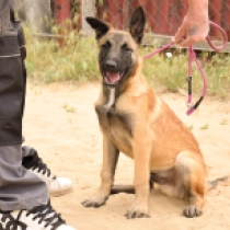 Echo, red Belgian Malinois for sale