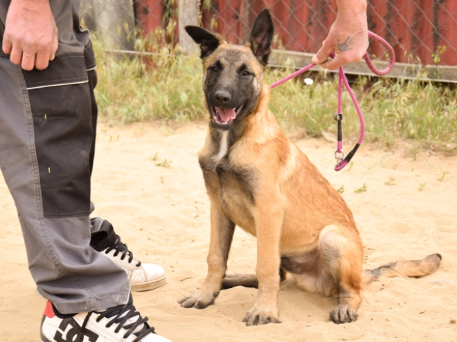 Malinois Welpe kaufen