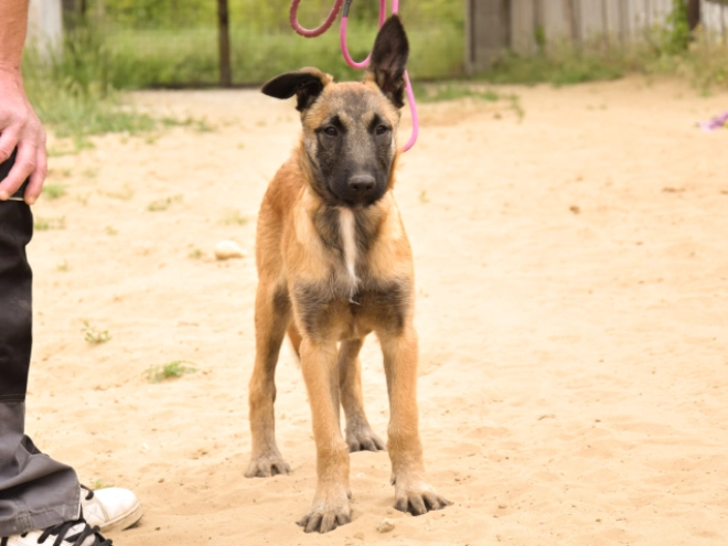 Malinois Welpe kaufen