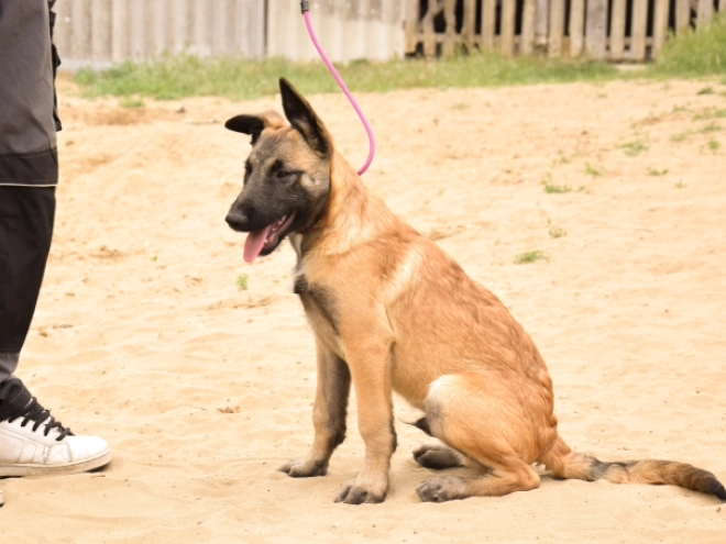 Malinois Welpe kaufen