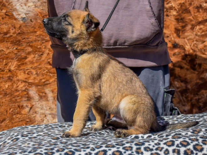 Belgian Malinois puppy for sale